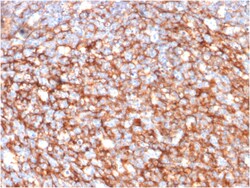 Biotium&nbsp;CD73 (Immuno-Oncology Target)(NT5E/2646), CF405S conjugate, 0.1mg/mL