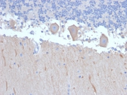 Biotium&nbsp;ATG5 (Autophagy Marker)(ATG5/2492), CF405S conjugate, 0.1mg/mL