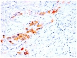 Biotium&nbsp;CD44v4 (Marker of Tumor Metastasis) (rCD44v4/1219), CF405S conjugate, 0.1mg/mL