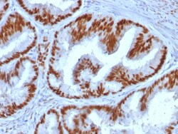 Biotium&nbsp;Estrogen Receptor, alpha (Marker of Estrogen Dependence) (ESR1/1935), CF405S conjugate, 0.1mg/mL