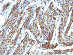Biotium&nbsp;Calponin-1 (Smooth Muscle Marker), CF405S conjugate, 0.1mg/mL