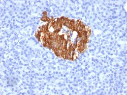 Biotium&nbsp;Insulin / IRDN (beta-Cell & Insulinoma Marker)(K36aC10), CF640R conjugate, 0.1mg/mL