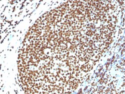 Biotium&nbsp;Histone H1 (Pan Nuclear Marker)(N/A), CF640R conjugate, 0.1mg/mL