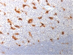 Biotium&nbsp;CD68 (Macrophage Marker) (LAMP4/1830), CF640R conjugate, 0.1mg/mL