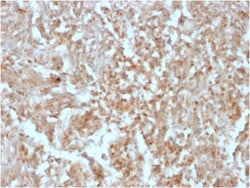 Biotium&nbsp;DOG-1 / TMEM16A (Gastrointestinal Stromal Tumor Marker)(rDG1/447), CF405S conjugate, 0.1mg/mL