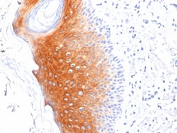 Biotium&nbsp;Cytokeratin 1 (Suprabasal Keratinocyte Marker)(LHK1), CF405S conjugate, 0.1mg/mL