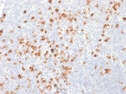Biotium&nbsp;SOX2 (Transcription Factor) (SOX2/1791), CF405S conjugate, 0.1mg/mL