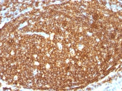 Biotium&nbsp;CD45RB (B-Cell Marker)(N/A), CF405S conjugate, 0.1mg/mL