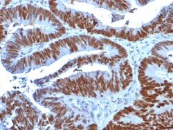 Biotium&nbsp;p53 Tumor Suppressor Protein (TP53/1739), CF405S conjugate, 0.1mg/mL