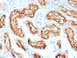 Biotium&nbsp;CD10 (Membrane Metalloendopeptidase) (MME/1870), CF405S conjugate, 0.1mg/mL