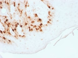 Biotium&nbsp;MART-1 / Melan-A / MLANA (Melanoma Marker) (MLANA/1761R), CF405S conjugate, 0.1mg/mL
