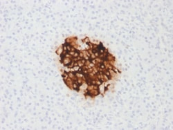 Biotium&nbsp;Insulin / IRDN (beta-Cell & Insulinoma Marker) (rIRDN/805), 0.2mg/mL