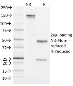 Biotium&nbsp;NK1.1 / CD161c / Klrb1c, Mouse(PK136), 0.2mg/mL