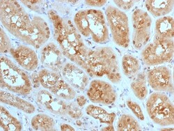 Biotium&nbsp;MTAP (Tumor Suppressor Marker) (MTAP/1813), CF488A conjugate, 0.1mg/mL