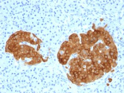 Biotium&nbsp;GAD2 / GAD65 (GABAergic Neuronal Marker) (GAD2/1960), Biotin conjugate, 0.1mg/mL