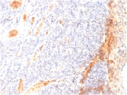 Biotium&nbsp;VEGF (Vascular Endothelial Growth Factor)(VG1), CF647 conjugate, 0.1mg/mL