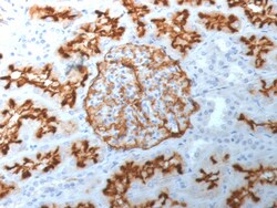 Biotium&nbsp;CD10 (Membrane Metalloendopeptidase) (MME/1892), CF647 conjugate, 0.1mg/mL