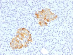 Biotium&nbsp;TNF-alpha (Tumor Necrosis Factor alpha), CF594 conjugate, 0.1mg/mL