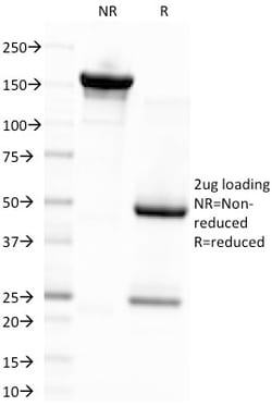 Biotium&nbsp;Epstein-Barr Virus (LMP-1)(CS4), 0.2mg/mL