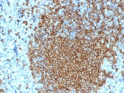 Biotium&nbsp;CD45RA (Leukocyte Marker)(K4B5), CF594 conjugate, 0.1mg/mL