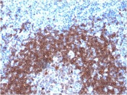 Biotium&nbsp;SOX2 (Transcription Factor) (SOX2/1792), CF594 conjugate, 0.1mg/mL