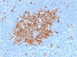 Biotium&nbsp;Thymidylate Synthase (5-FU Resistance Marker) (TYMS/1884), CF488A conjugate, 0.1mg/mL