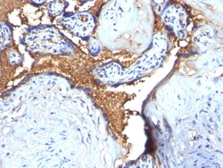 Biotium&nbsp;Glycophorin A / CD235a (Erythrocyte Marker)(N/A), CF740 conjugate, 0.1mg/mL