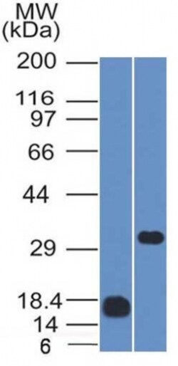 Biotium&nbsp;CD79b (B-Cell Marker)(IGB/1843), CF568 conjugate, 0.1mg/mL