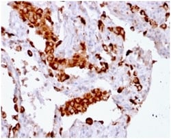 Biotium&nbsp;Napsin A (Lung Adenocarcinoma Marker) (rNAPSA/1239), CF568 conjugate, 0.1mg/mL