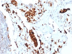 Biotium&nbsp;Napsin A (Lung Adenocarcinoma Marker)(NAPSA/1865R), CF740 conjugate, 0.1mg/mL