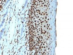 Biotium&nbsp;Histone H1 (Nuclear Marker) (r1415-1), CF647 conjugate, 0.1mg/mL