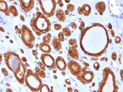 Biotium&nbsp;TPO (Thyroid Peroxidase) (Thyroid Marker)(TPO/1921), CF740 conjugate, 0.1mg/mL