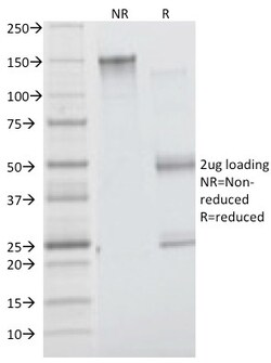 Biotium&nbsp;Insulin Receptor Alpha(INSR/1661), CF647 conjugate, 0.1mg/mL