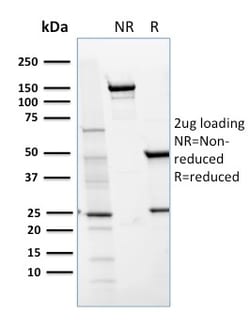 Biotium&nbsp;CD36 (Platelet & Microvessel Marker)(GPIIIb/1654), CF488A conjugate, 0.1mg/mL