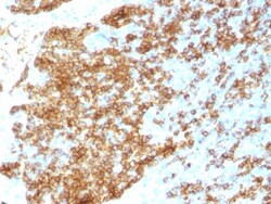 Biotium&nbsp;CD45RB (B-Cell Marker) (PTPRC/1783R), CF594 conjugate, 0.1mg/mL