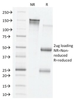 Biotium&nbsp;VEGF (Vascular Endothelial Growth Factor)(VG76e), CF488A conjugate, 0.1mg/mL