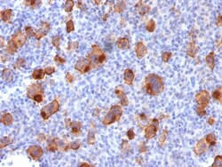 Biotium&nbsp;CD30 / TNFRSF8 (Hodgkin & Reed-Sternberg Cell Marker) (Ki-1/1747R), CF740 conjugate, 0.1mg/mL