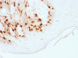 Biotium&nbsp;MART-1 / Melan-A / MLANA (Melanoma Marker) (MLANA/1761R), CF568 conjugate, 0.1mg/mL