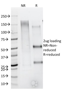 Biotium&nbsp;CD79b (B-Cell Marker) (IGB/1844), CF568 conjugate, 0.1mg/mL