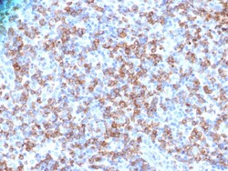 Biotium&nbsp;CD8A (Cytotoxic- & Suppressor T-Cell Marker)(N/A), CF568 conjugate, 0.1mg/mL