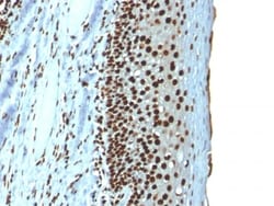 Biotium&nbsp;Histone H1 (Nuclear Marker) (r1415-1), CF488A conjugate, 0.1mg/mL