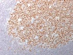 Biotium&nbsp;Bcl-6 (Follicular Lymphoma Marker) (BCL6/1982), CF568 conjugate, 0.1mg/mL