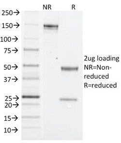 Biotium&nbsp;NK1.1 / CD161c / Klrb1c, Mouse(PK136), CF594 conjugate, 0.1mg/mL