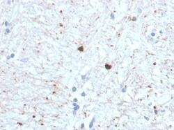 Biotium&nbsp;Ubiquitin (Autophagy Marker) (UBB/1748), Biotin conjugate, 0.1mg/mL