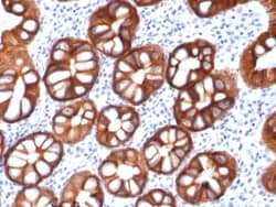 Biotium&nbsp;Ep-CAM / CD326 (Epithelial Marker) (rMOC-31), CF594 conjugate, 0.1mg/mL