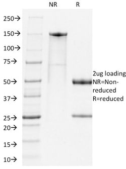 Biotium&nbsp;PD1, Mouse(RMP1-14), CF594 conjugate, 0.1mg/mL