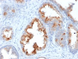 Biotium&nbsp;AMACR / p504S (Prostate Cancer Marker)(AMACR/1864), CF488A conjugate, 0.1mg/mL