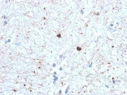 Biotium&nbsp;Ubiquitin (Autophagy Marker) (UBB/1748), CF740 conjugate, 0.1mg/mL