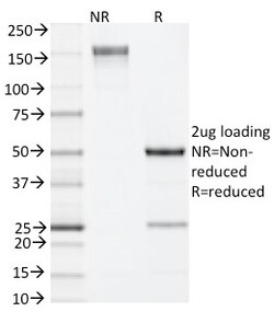 Biotium&nbsp;IL-4 (Interleukin-4), Mouse(11B11), CF594 conjugate, 0.1mg/mL