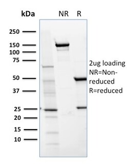 Biotium&nbsp;CD36 (Platelet & Microvessel Marker)(GPIIIb/1654), Biotin conjugate, 0.1mg/mL